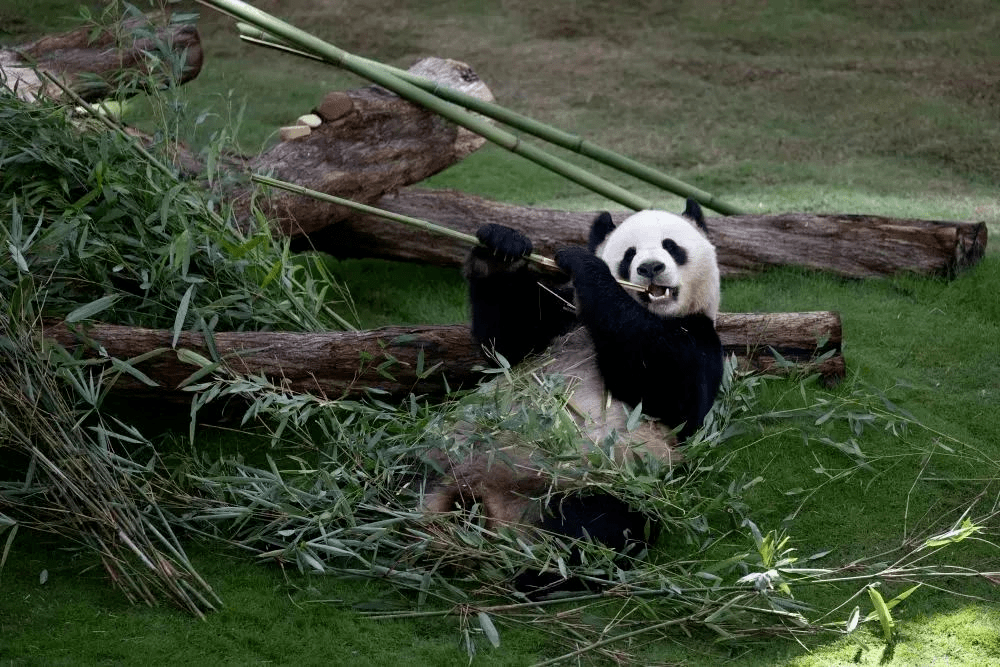 Chinese Panda Appears in Qatar World Cup 2022