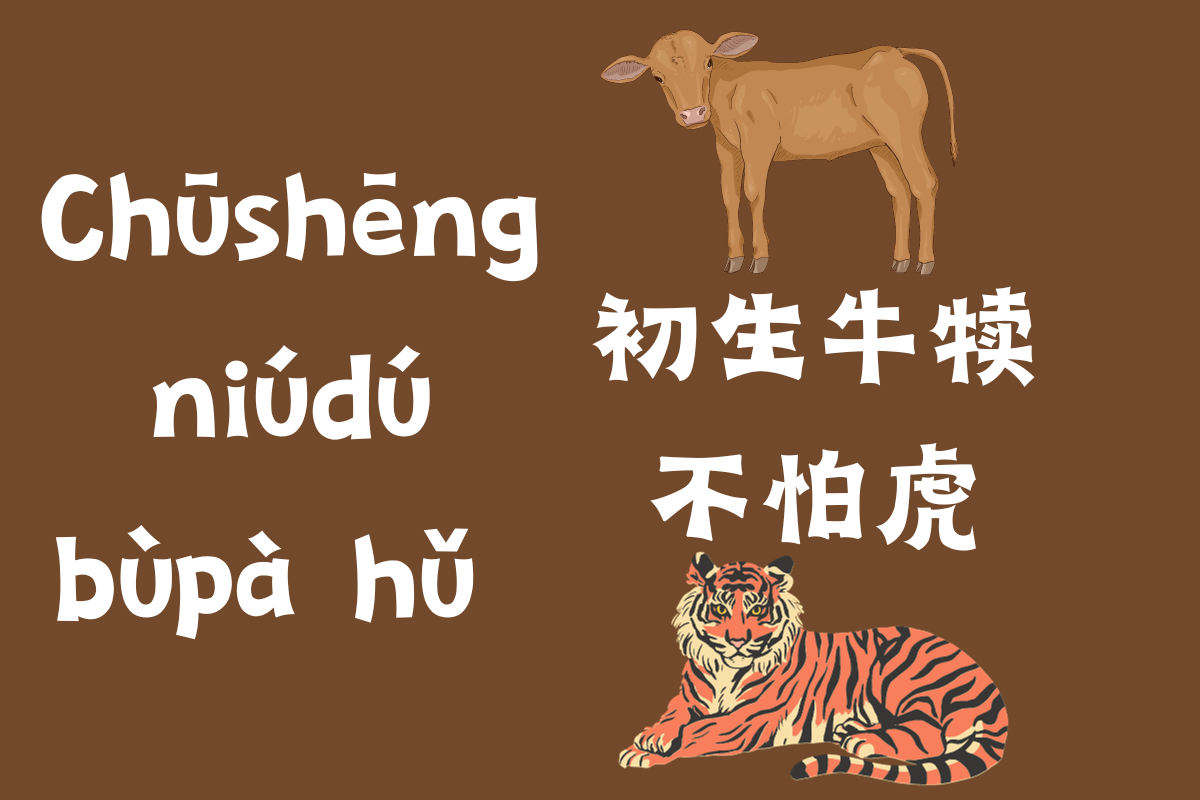 The Bravery Of A Young Calf