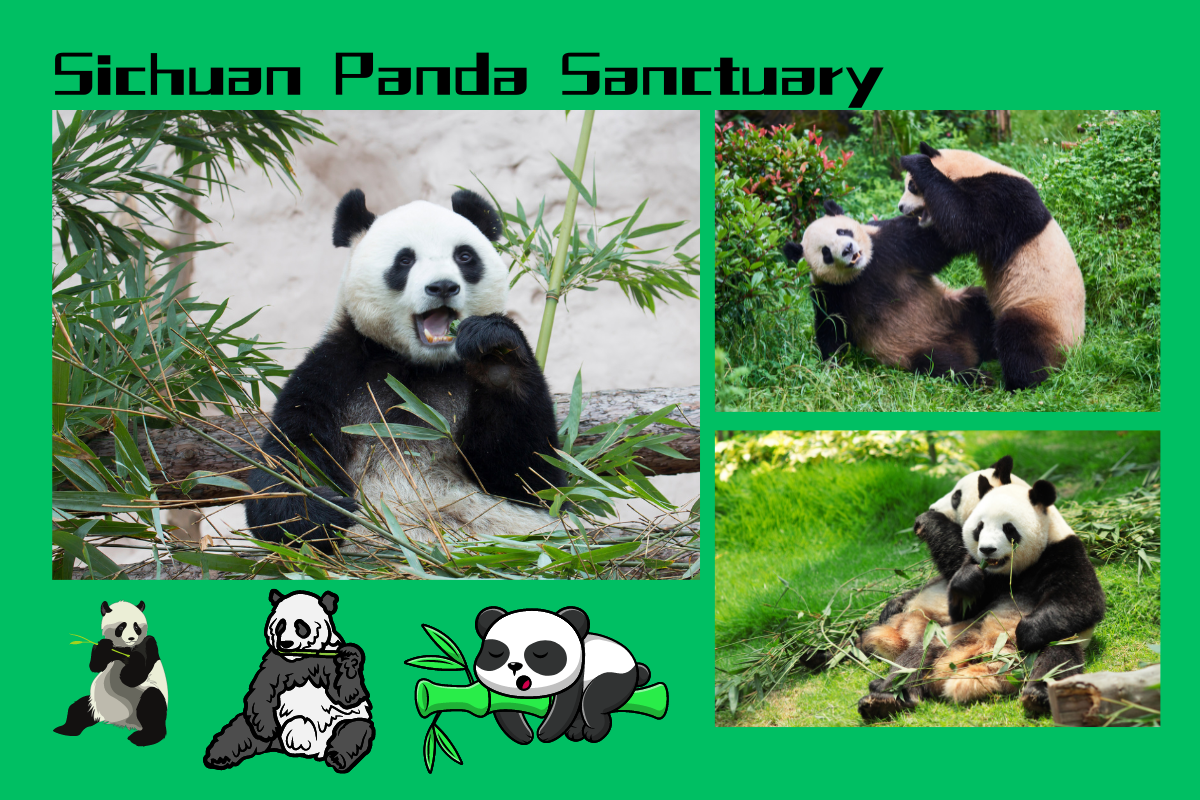 Sichuan Panda Sanctuary: Embracing the Adorable Giant Pandas