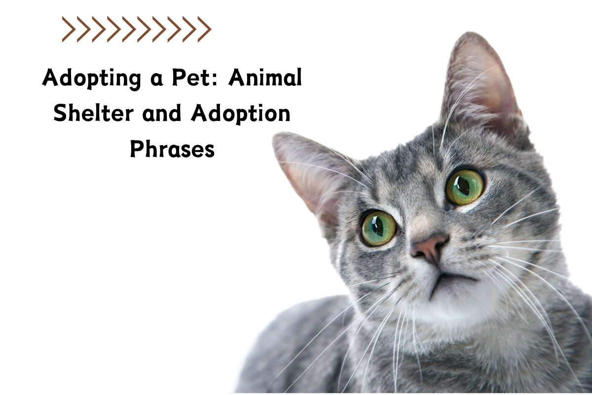 Adopting a Pet: Animal Shelter and Adoption Phrases