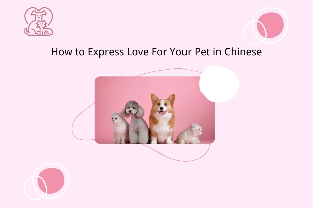 How to Express Love For Your Pet in Chinese