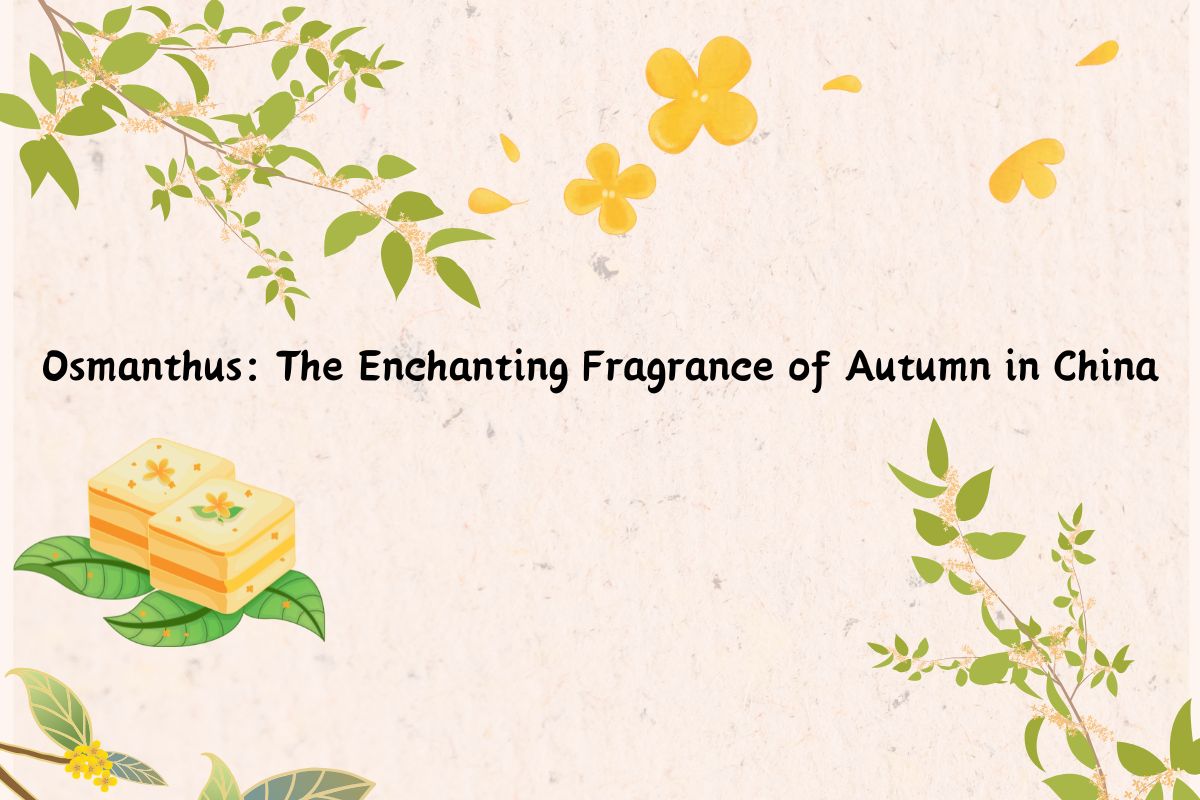 Osmanthus: The Enchanting Fragrance of Autumn in China