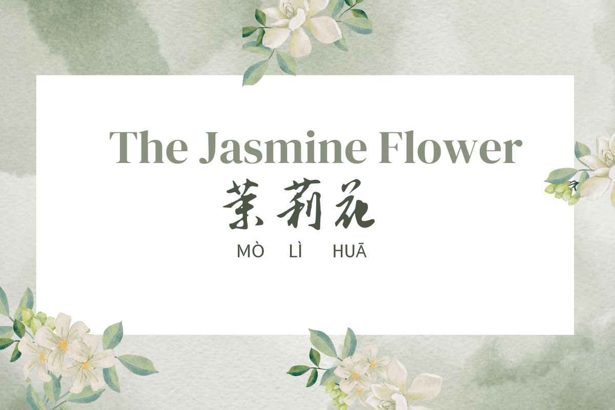 The Enduring Charm of the Jasmine Flower Song
