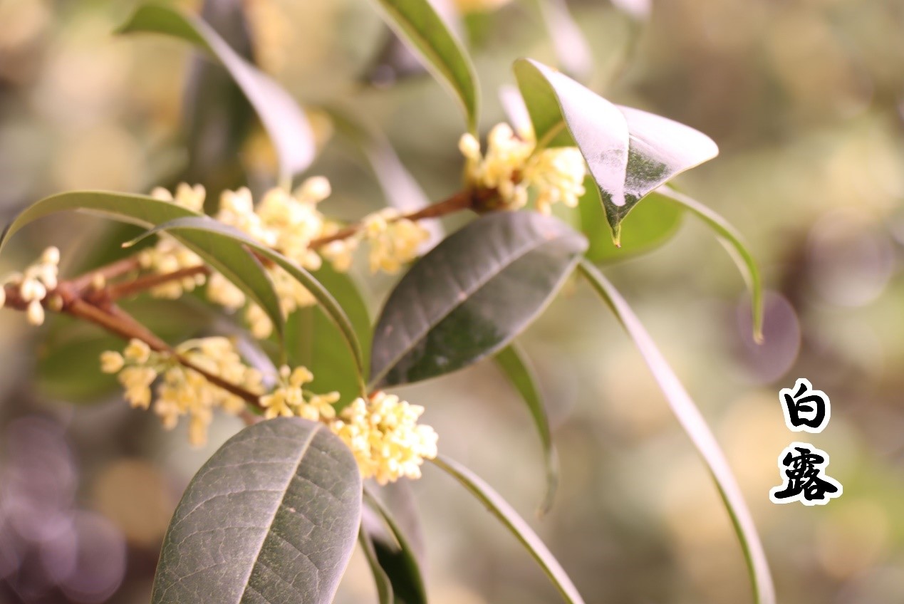 White Dew,白露, bai lu