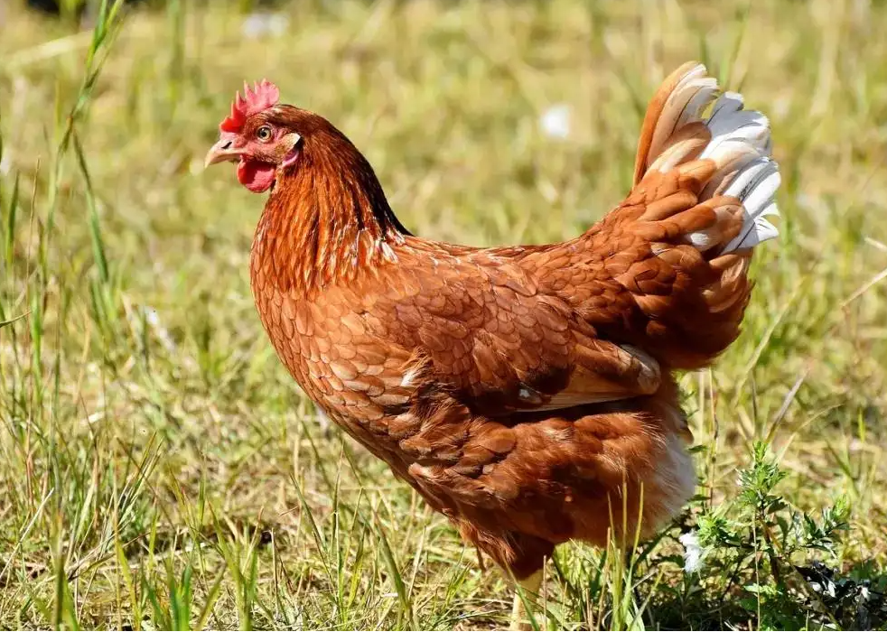 The Chinese Zodiac Culture 10- Chicken symbol