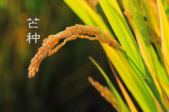 Grain in Ear, 芒种, mang zhong